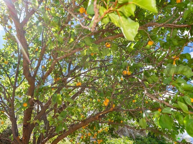 Image No.4-Finca à vendre à Cómpeta