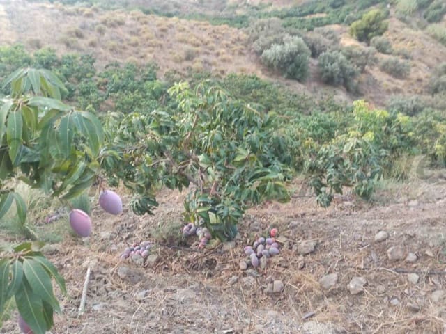 Image No.2-Terre à vendre à Frigiliana