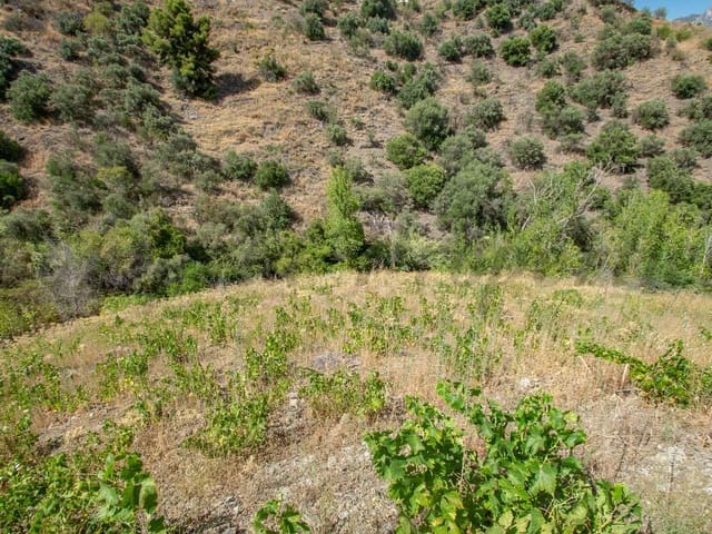 Image No.3-Terre à vendre à Torrox