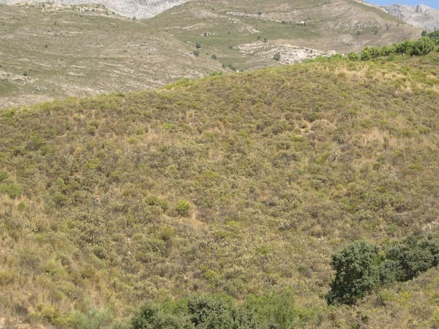 Image No.2-Terre à vendre à Sedella