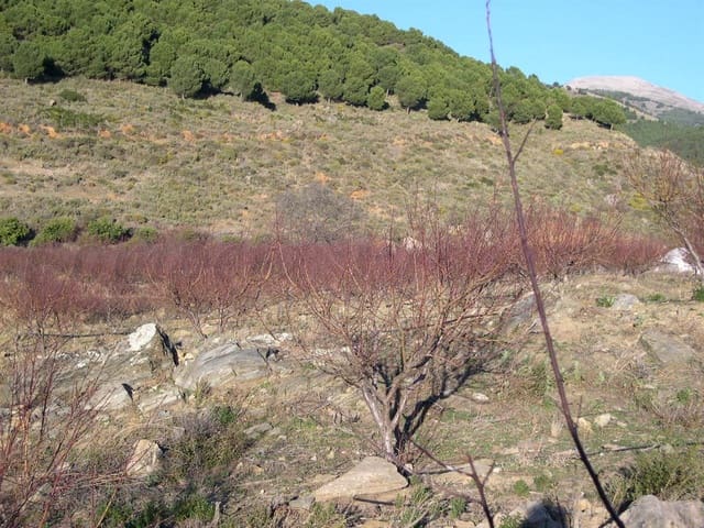 Image No.6-Terre à vendre à Canillas de Albaida