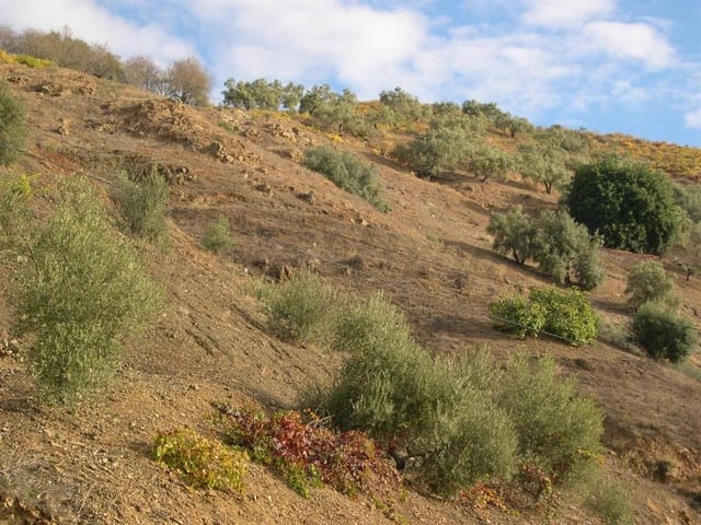 Image No.6-Terre à vendre à Canillas de Albaida