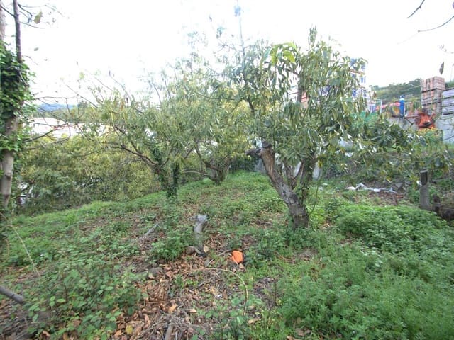 Image No.2-Terre à vendre à Canillas de Albaida