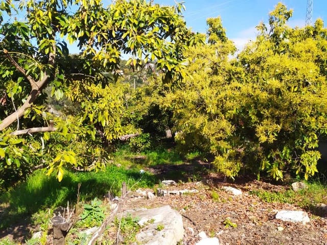 Image No.11-Terre à vendre à Frigiliana