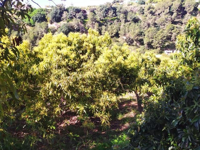 Image No.12-Terre à vendre à Frigiliana