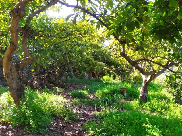 Image No.3-Terre à vendre à Frigiliana