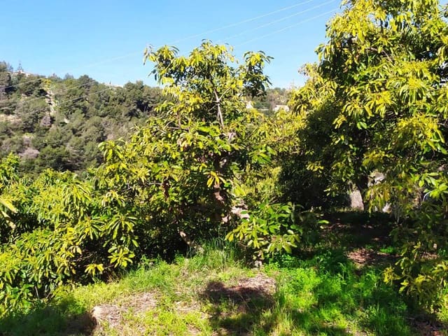 Image No.4-Terre à vendre à Frigiliana