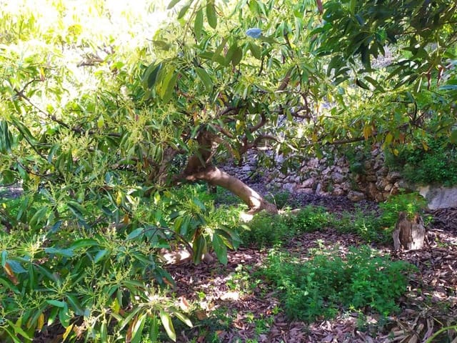 Image No.9-Terre à vendre à Frigiliana