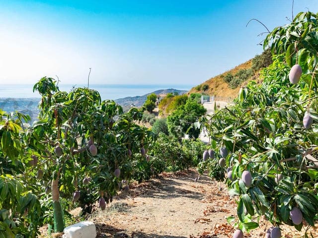 Image No.3-Terre à vendre à Torrox