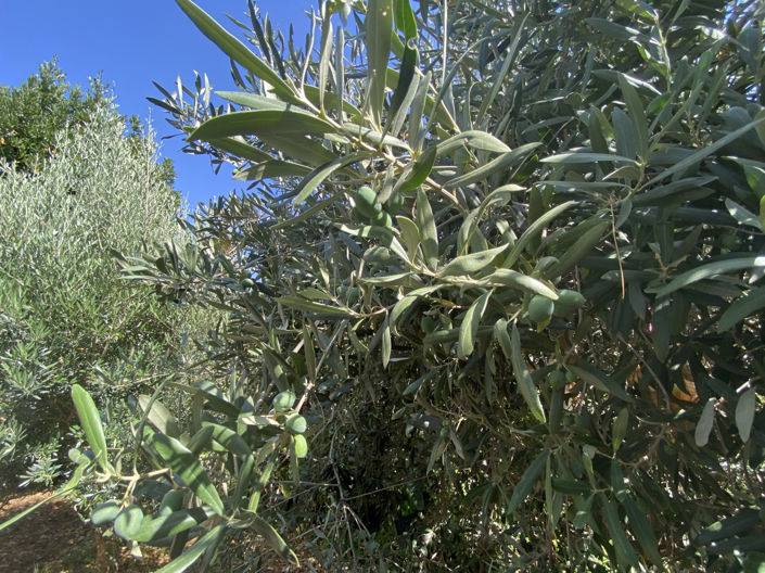 Image No.20-Finca de 3 chambres à vendre à Estepona