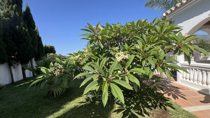 Image No.29-Finca de 3 chambres à vendre à Estepona