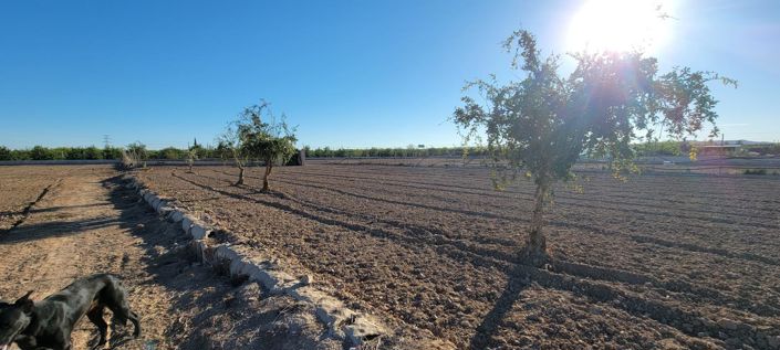Image No.28-Propriété de 1 chambre à vendre à San Miguel de Salinas