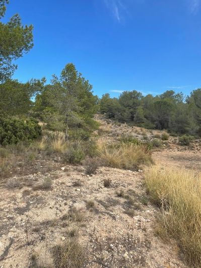 Image No.19-Terre de 2 chambres à vendre à Pinoso