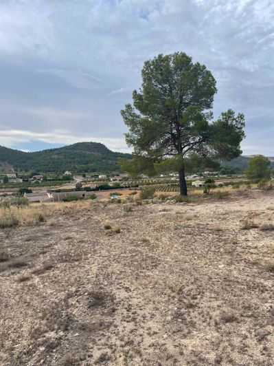 Image No.21-Terre de 2 chambres à vendre à Pinoso