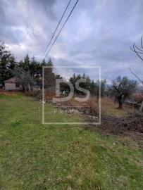 big_DSPAMARANTELAF63_1644236100503