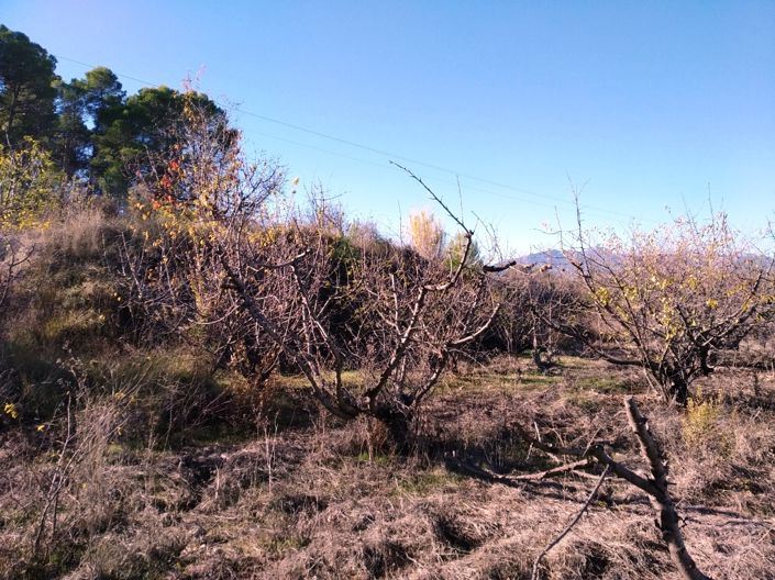 Image No.5-Propriété à vendre à Benillup