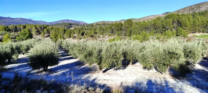 Image No.10-Propriété à vendre à Planes