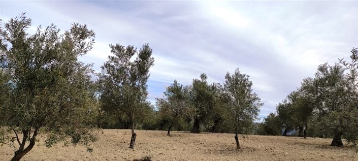 Image No.3-Propriété à vendre à Penáguila