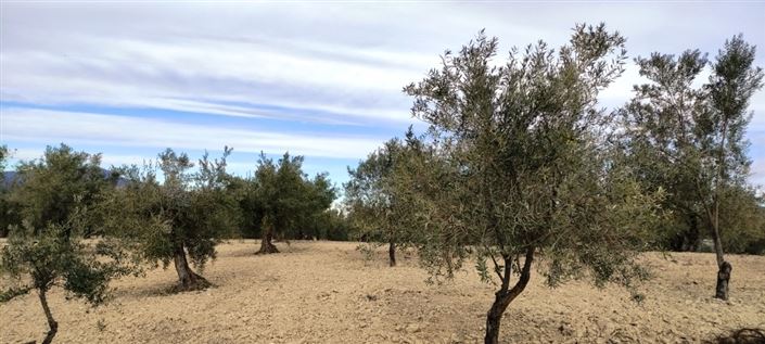 Image No.4-Propriété à vendre à Penáguila