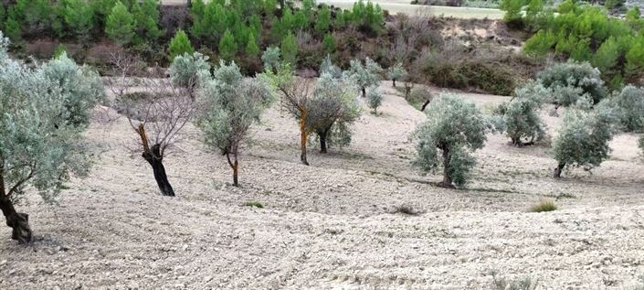 Image No.5-Propriété à vendre à Penáguila