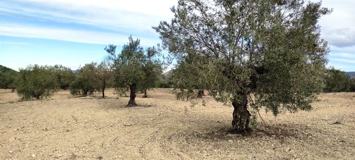 Image No.8-Propriété à vendre à Penáguila