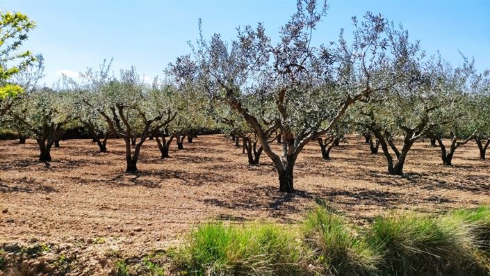 Image No.5-Maison de campagne à vendre à Agullent