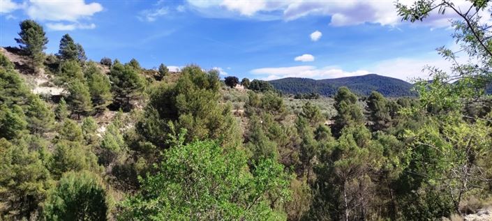 Image No.3-Propriété à vendre à Penáguila