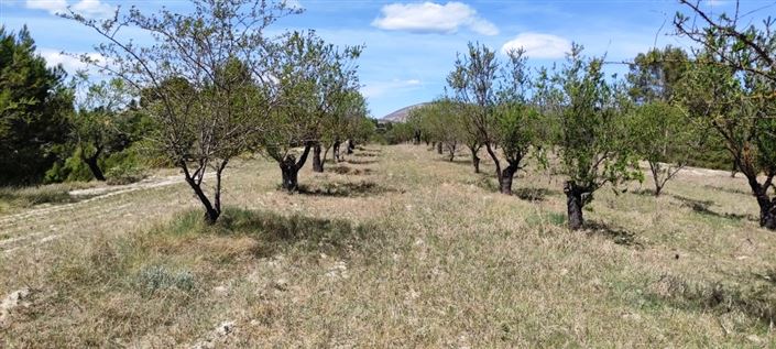 Image No.4-Propriété à vendre à Penáguila