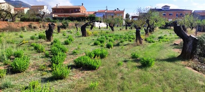 Image No.2-Propriété à vendre à Gaianes