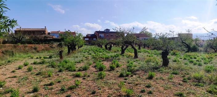 Image No.3-Propriété à vendre à Gaianes