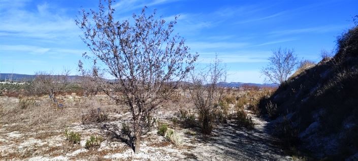 Image No.8-Propriété à vendre à Bufali