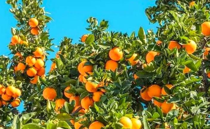 Image No.15-3 Bed Villa / Detached for sale