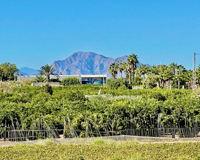 Image No.33-Villa de 6 chambres à vendre à Guardamar del Segura