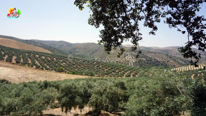 Image No.52-Propriété de pays de 4 chambres à vendre à Iznájar