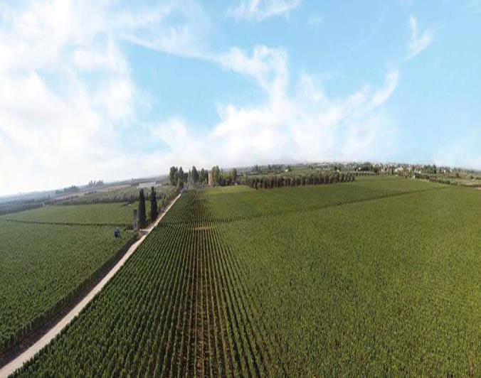 Image No.4-20 Bed Vineyard for sale