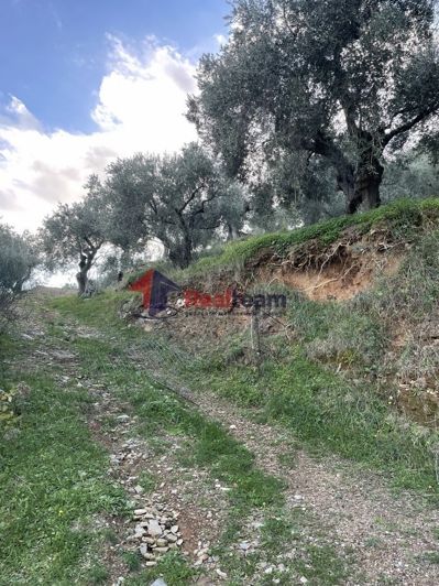 Image No.6-Propriété de 1 chambre à vendre à Chora