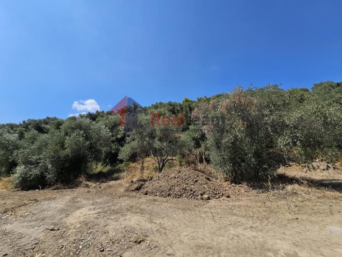 Image No.35-Propriété à vendre à Pelasgia