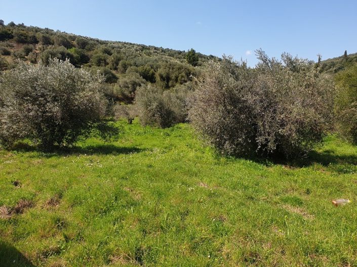 Image No.6-Propriété à vendre à Pelasgia