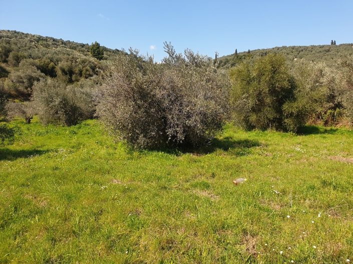 Image No.7-Propriété à vendre à Pelasgia