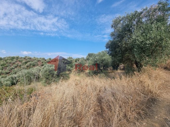 Image No.16-Propriété à vendre à Pteleos