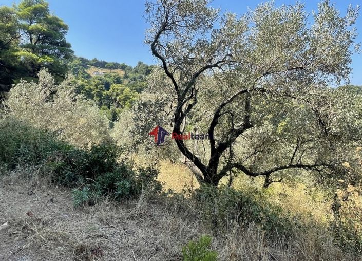 Image No.11-Propriété à vendre à Glossa