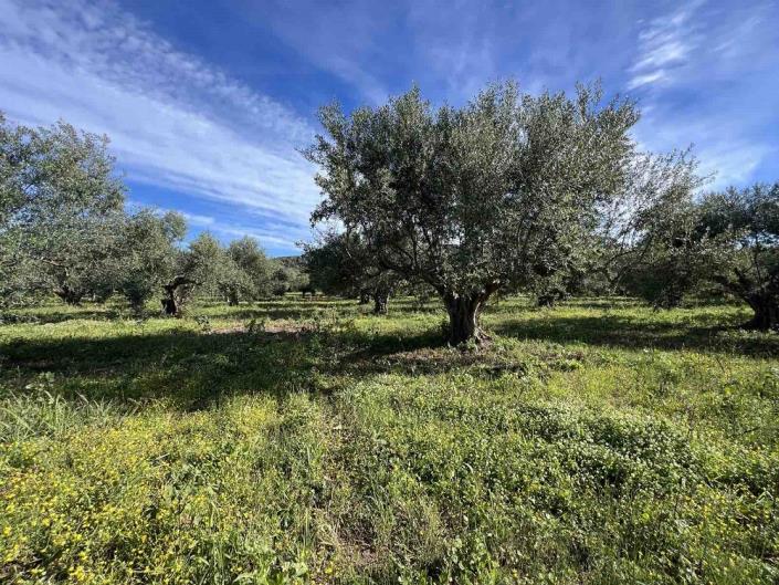 Image No.8-Terrain à vendre à Gialova