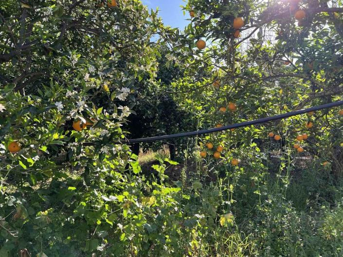 Image No.12-Terrain à vendre à Gialova