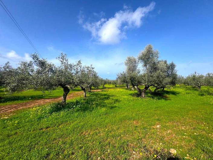 Image No.7-Terrain à vendre à Messinia