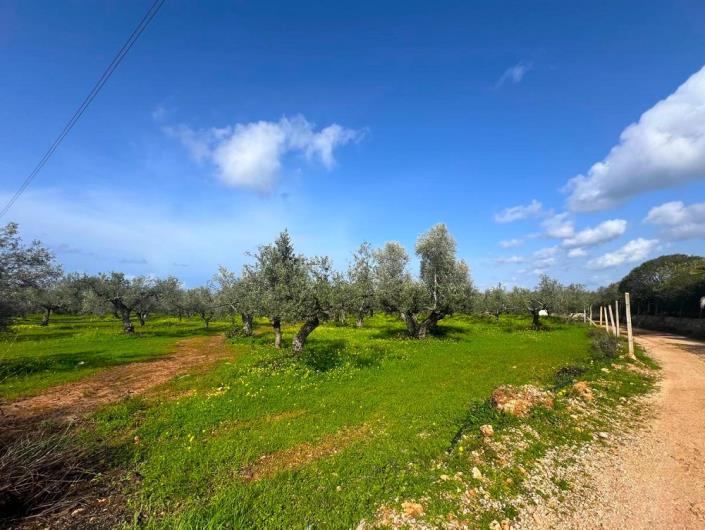 Image No.9-Terrain à vendre à Messinia