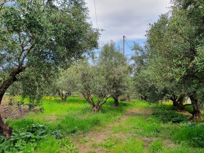 Image No.2-Commercial de 5 chambres à vendre à Sissi