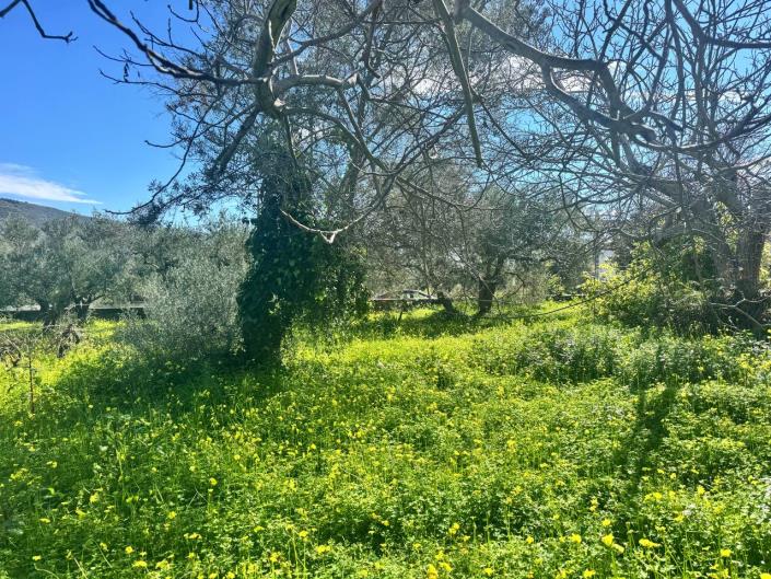 Image No.11-Maison de 3 chambres à vendre à Kalamitsi