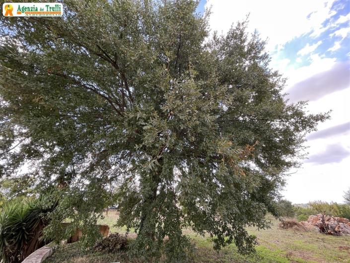 Image No.60-5 Bed Trullo for sale