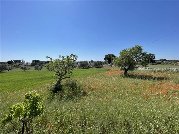 Image No.29-Ferme de 4 chambres à vendre à Cisternino