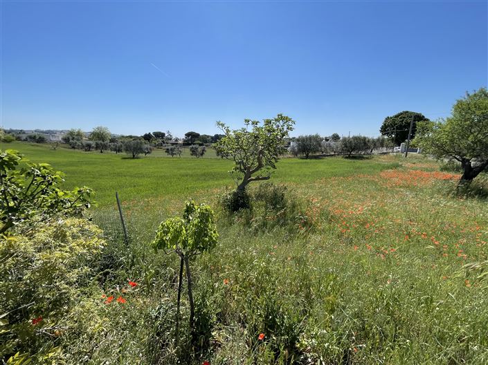 Image No.28-Ferme de 4 chambres à vendre à Cisternino